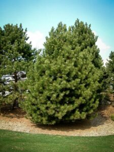 Сосна Чёрная (Pinus Nigra) купить по цене от 270.00р. в интернет-магазине «Посадика» с доставкой почтой в в Светлогорске и по всей России – [изображение №1].