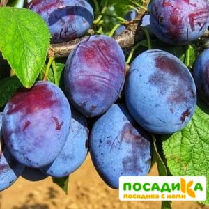 Слива Чачакская ранняя купить по цене от 229.00р. в интернет-магазине «Посадика» с доставкой почтой в в Светлогорске и по всей России – [изображение №1].