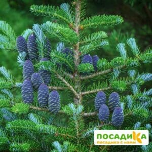 Пихта корейская (Abies koreana) купить по цене от 450.00р. в интернет-магазине «Посадика» с доставкой почтой в в Светлогорске и по всей России – [изображение №1].