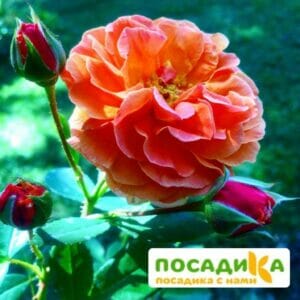 Роза Арабия купить по цене от 350.00р. в интернет-магазине «Посадика» с доставкой почтой в в Светлогорске и по всей России – [изображение №1].