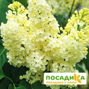 Сирень Примроуз (Primrose) купить по цене от 529.00р. в интернет-магазине «Посадика» с доставкой почтой в в Светлогорске и по всей России – [изображение №1].