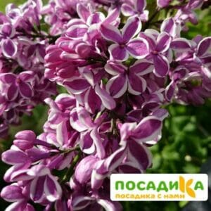 Сирень Сенсация купить по цене от 529.00р. в интернет-магазине «Посадика» с доставкой почтой в в Светлогорске и по всей России – [изображение №1].