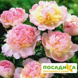 Пион Распберри Сандей (Paeonia Raspberry Sundae) купить по цене от 959р. в интернет-магазине «Посадика» с доставкой почтой в в Светлогорске и по всей России – [изображение №1].