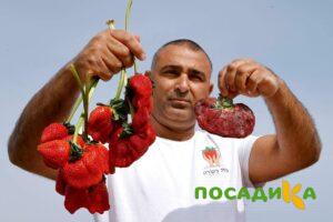 Клубника Гигант Джорнея купить по цене от 266р. в интернет-магазине «Посадика» с доставкой почтой в в Светлогорске и по всей России – [изображение №1].