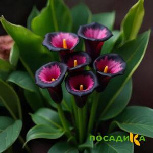 Калла Аура Лейс купить по цене от 400р. в интернет-магазине «Посадика» с доставкой почтой в в Светлогорске и по всей России – [изображение №1].