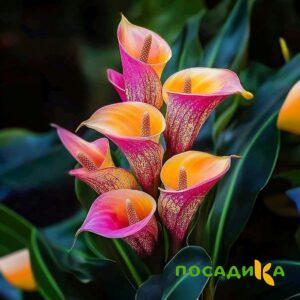 Калла Оникс купить по цене от 450р. в интернет-магазине «Посадика» с доставкой почтой в в Светлогорске и по всей России – [изображение №1].
