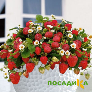 Клубника Рубиновый Шепот (горшечная) купить по цене от 240р. в интернет-магазине «Посадика» с доставкой почтой в в Светлогорске и по всей России – [изображение №1].