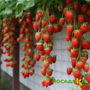 Клубника вьющаяся Комплимент купить по цене от 470р. в интернет-магазине «Посадика» с доставкой почтой в в Светлогорске и по всей России – [изображение №1].