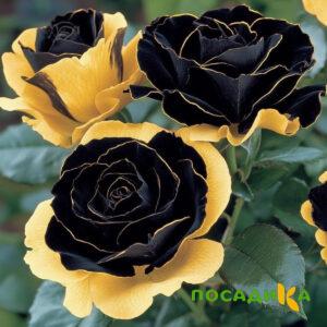 Роза Ханни Сикл купить по цене от 700р. в интернет-магазине «Посадика» с доставкой почтой в в Светлогорске и по всей России – [изображение №1].