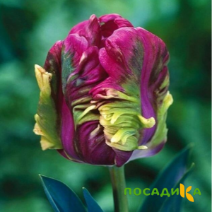 Тюльпан Экзотик Хэвен купить по цене от 186р. в интернет-магазине «Посадика» с доставкой почтой в в Светлогорске и по всей России – [изображение №1].