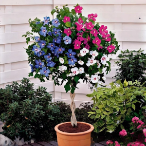 Гибискус-Дерево Триколор купить по цене от 289р. в интернет-магазине «Посадика» с доставкой почтой в в Светлогорске и по всей России – [изображение №1].