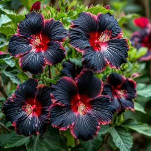 Гибискус садовый Файер Дэнсер купить по цене от 450р. в интернет-магазине «Посадика» с доставкой почтой в в Светлогорске и по всей России – [изображение №1].