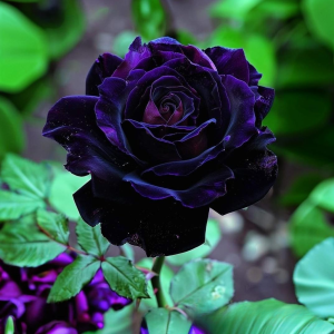 Роза Блэк Пантер купить по цене от 319р. в интернет-магазине «Посадика» с доставкой почтой в в Светлогорске и по всей России – [изображение №1].