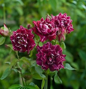 Роза Опаловый Пейзаж купить по цене от 490р. в интернет-магазине «Посадика» с доставкой почтой в в Светлогорске и по всей России – [изображение №1].